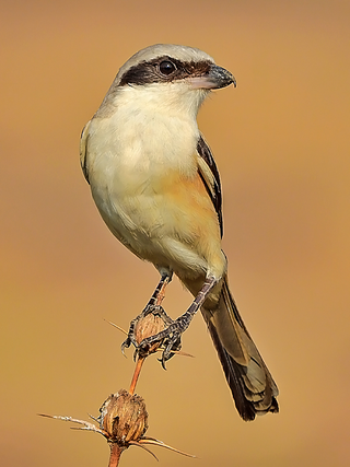 Long-tailed shrike, featuring a bandit’s mask. (Image: Shantanu Kuveskar/Wikimedia)